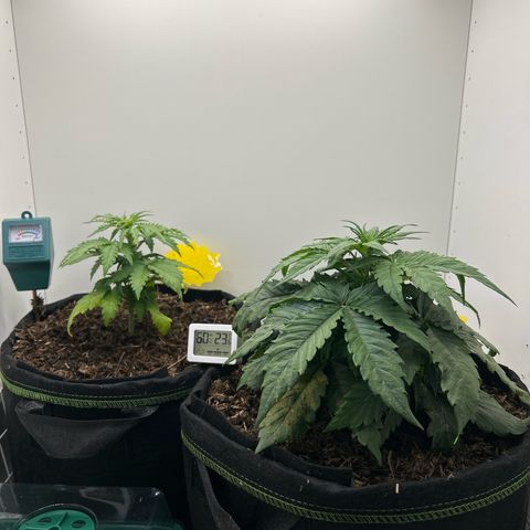 Northern Lights Auto RQS growlog timeline photo