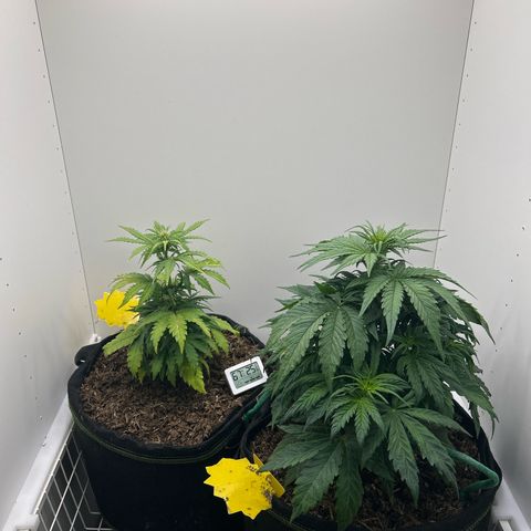 Northern Lights Auto RQS growlog timeline photo