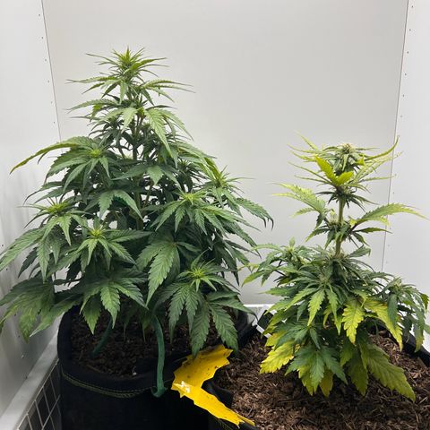 Northern Lights Auto RQS growlog timeline photo