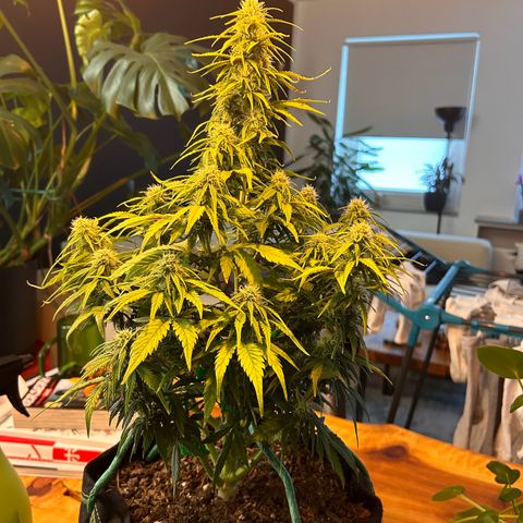 Northern Lights Auto RQS growlog timeline photo