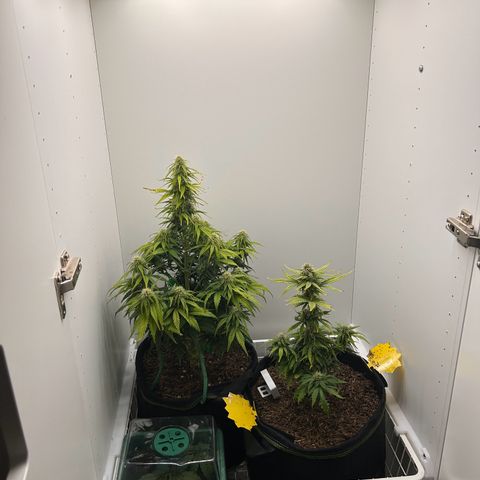 Northern Lights Auto RQS growlog timeline photo