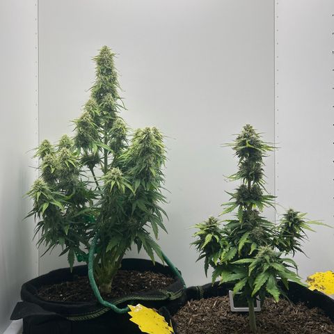 Northern Lights Auto RQS growlog timeline photo