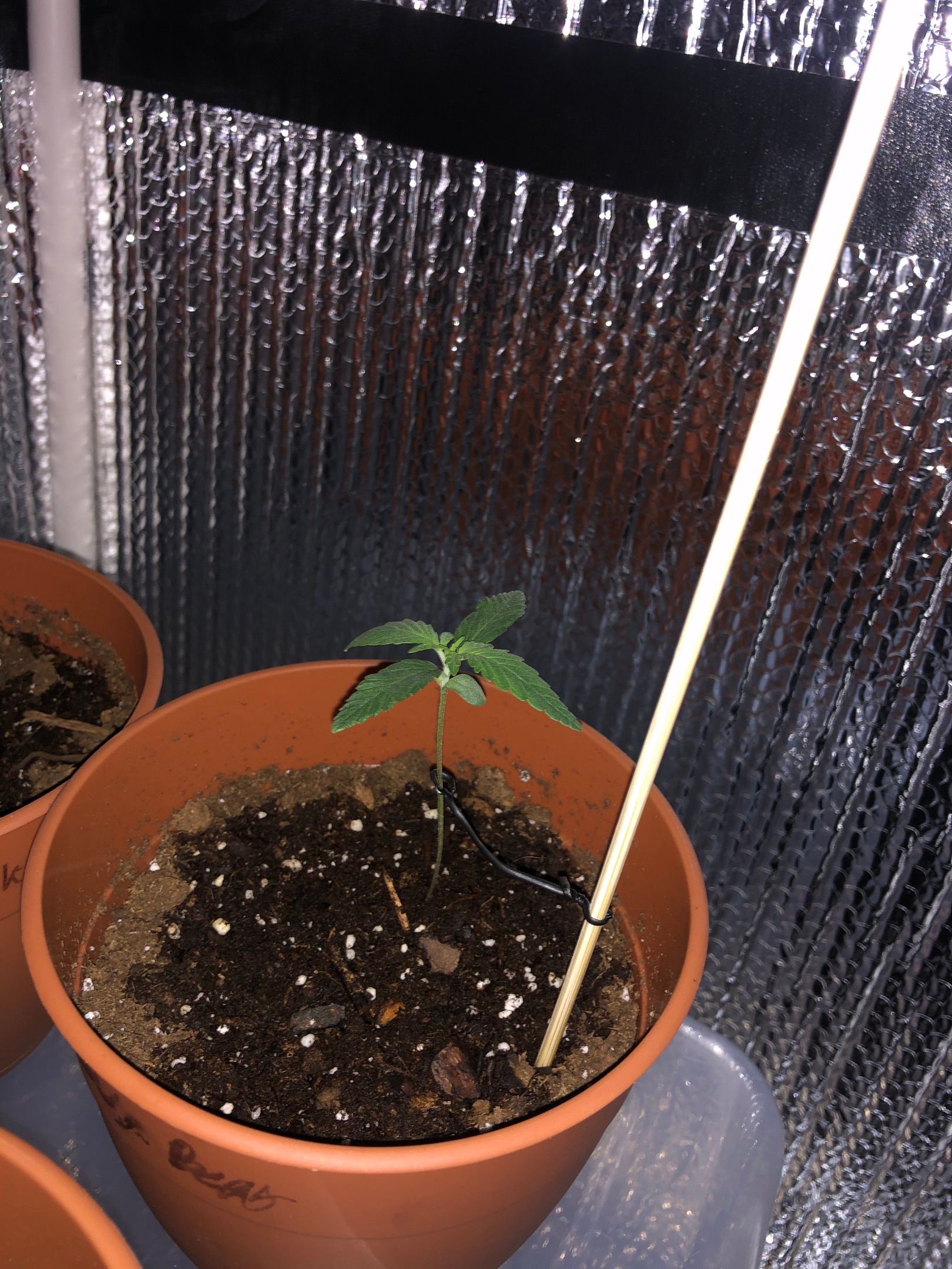 Greasy Buffalo growlog header