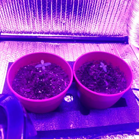 Greasy Buffalo growlog photo