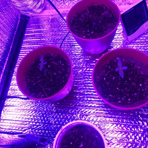 Greasy Buffalo growlog photo