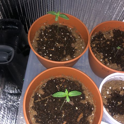Greasy Buffalo growlog timeline photo