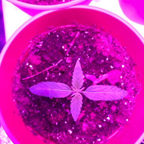 Greasy Buffalo growlog photo: 3 fingered leaves on each plant