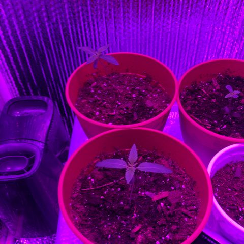 Greasy Buffalo growlog timeline photo