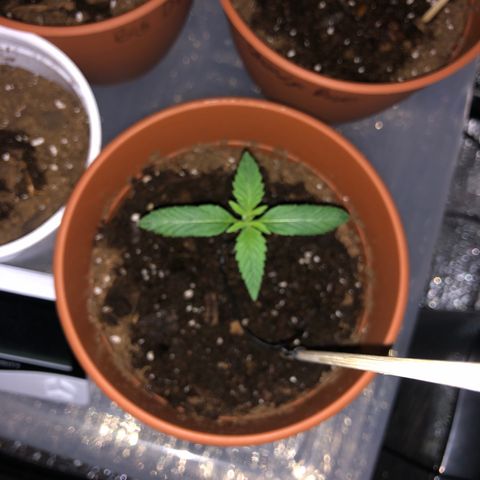 Greasy Buffalo growlog timeline photo