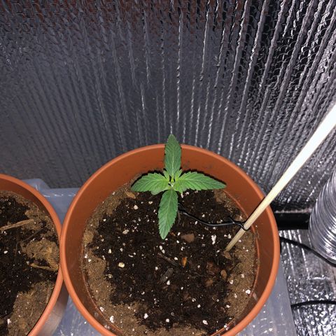 Greasy Buffalo growlog timeline photo