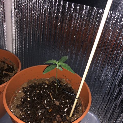 Greasy Buffalo growlog timeline photo