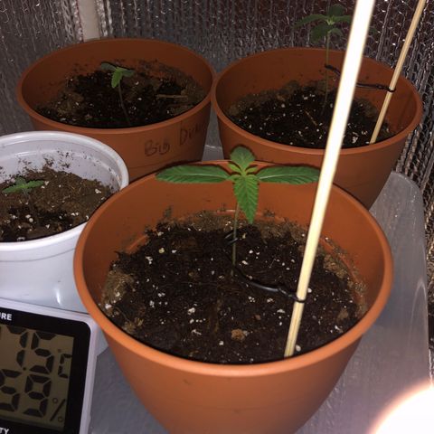 Greasy Buffalo growlog timeline photo