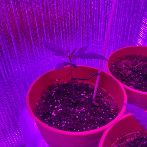 Greasy Buffalo growlog timeline photo