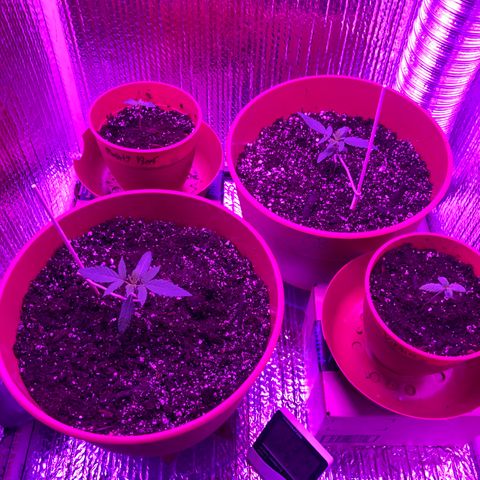 Greasy Buffalo growlog photo: Transplanted into new containers due to old soil not draining and possible nitrogen toxicity - damaged roots badly on greasy buffalo