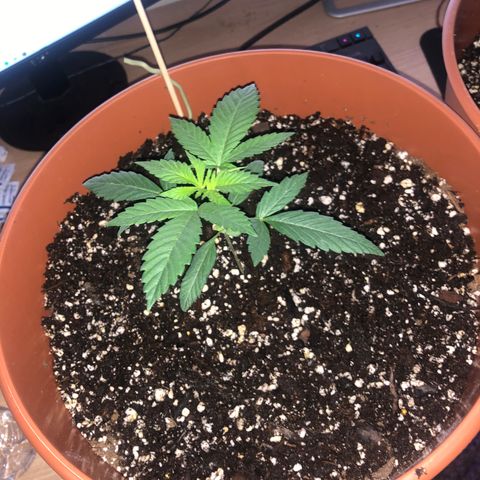 Greasy Buffalo growlog timeline photo