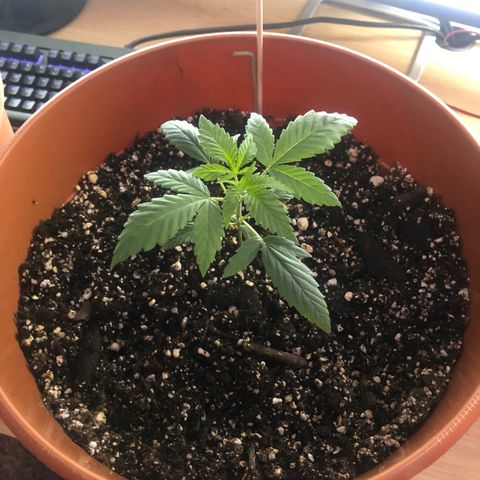 Greasy Buffalo growlog timeline photo