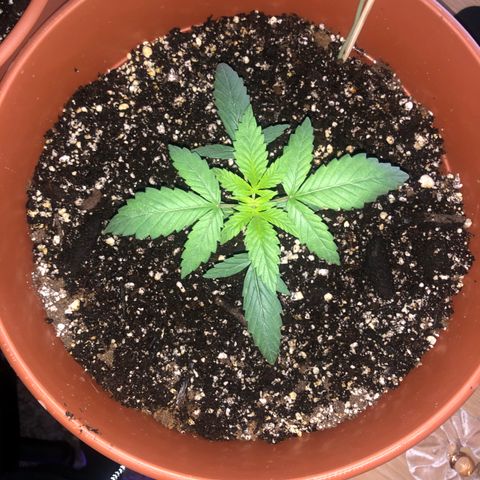 Greasy Buffalo growlog timeline photo