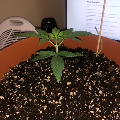 Greasy Buffalo growlog timeline photo