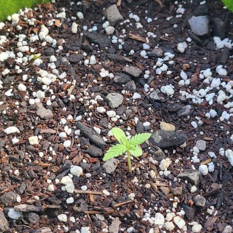 Athabasca  growlog timeline photo