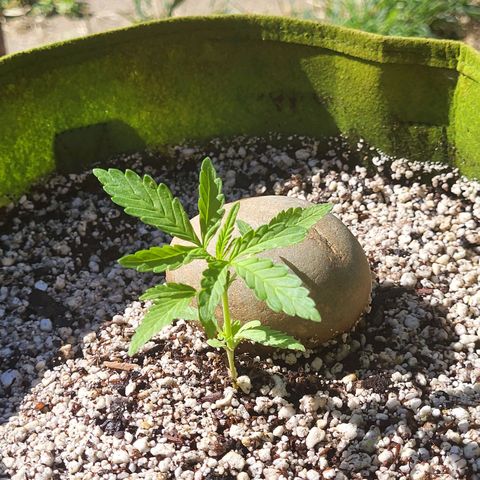Athabasca  growlog timeline photo