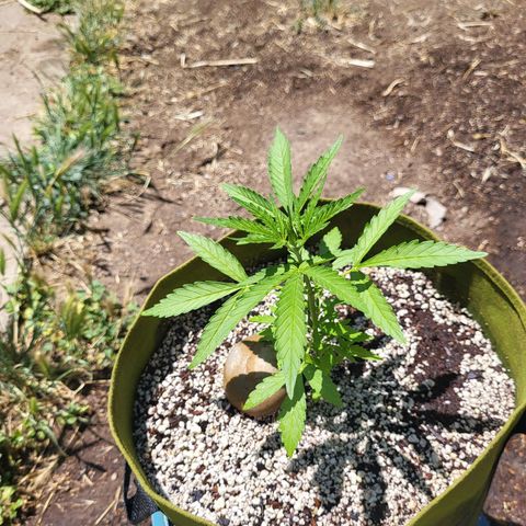 Athabasca  growlog timeline photo