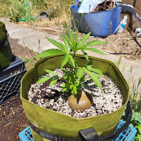 Athabasca  growlog timeline photo