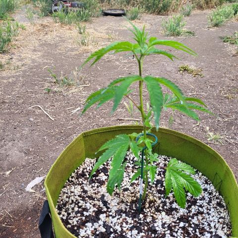 The Soap growlog timeline photo