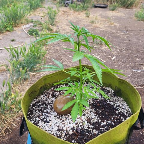 Athabasca  growlog timeline photo