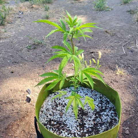 The Soap growlog timeline photo
