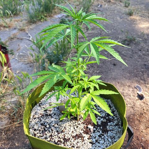 Athabasca  growlog timeline photo