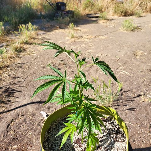 The Soap growlog timeline photo
