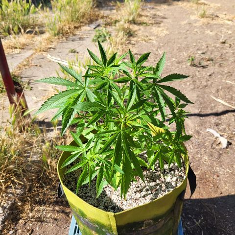 Athabasca  growlog timeline photo