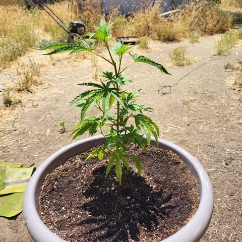 The Soap growlog timeline photo