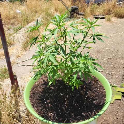 Athabasca  growlog timeline photo