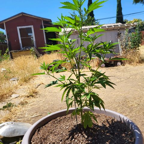 The Soap growlog timeline photo