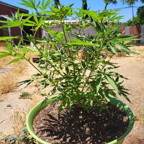 Athabasca  growlog timeline photo