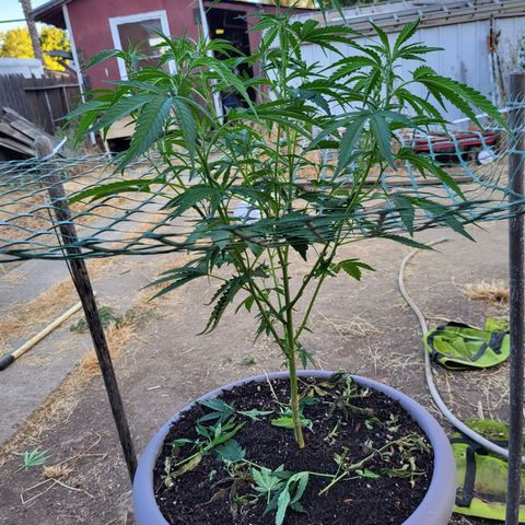 The Soap growlog timeline photo