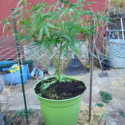 Athabasca  growlog timeline photo