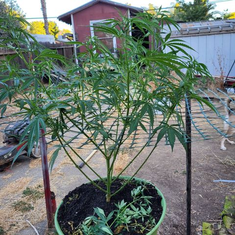 Athabasca  growlog timeline photo