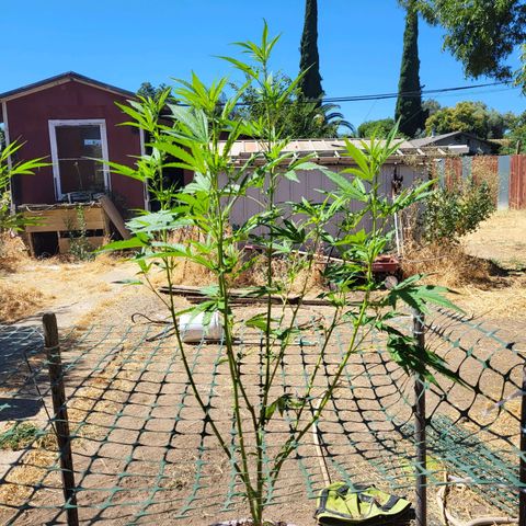The Soap growlog timeline photo