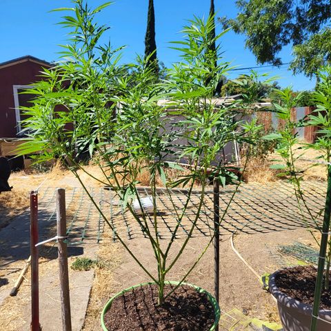 Athabasca  growlog timeline photo