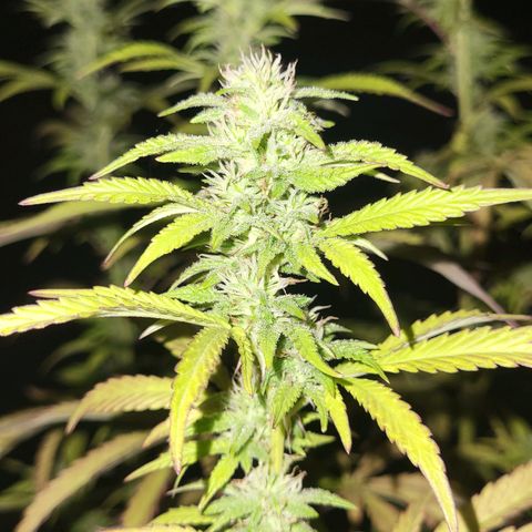 The Soap growlog timeline photo