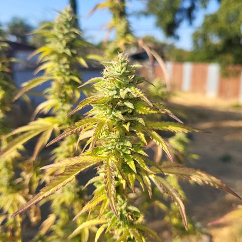The Soap growlog timeline photo