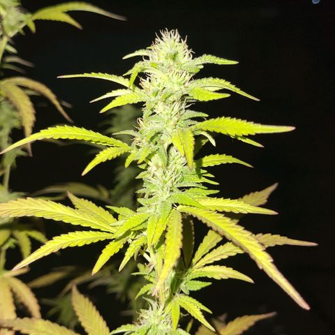 The Soap growlog timeline photo
