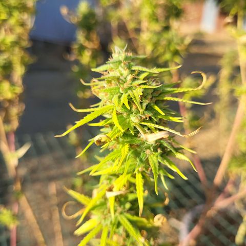 Athabasca  growlog timeline photo