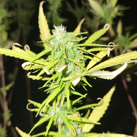 Athabasca  growlog timeline photo