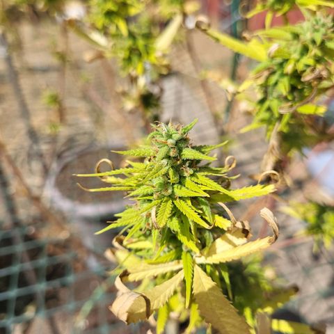 Athabasca  growlog timeline photo