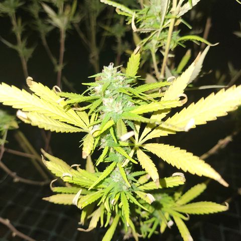 Athabasca  growlog timeline photo