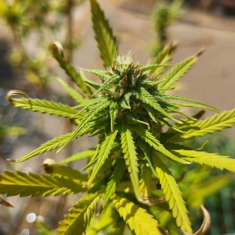 Athabasca  growlog timeline photo