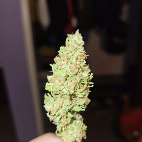 Athabasca  growlog timeline photo
